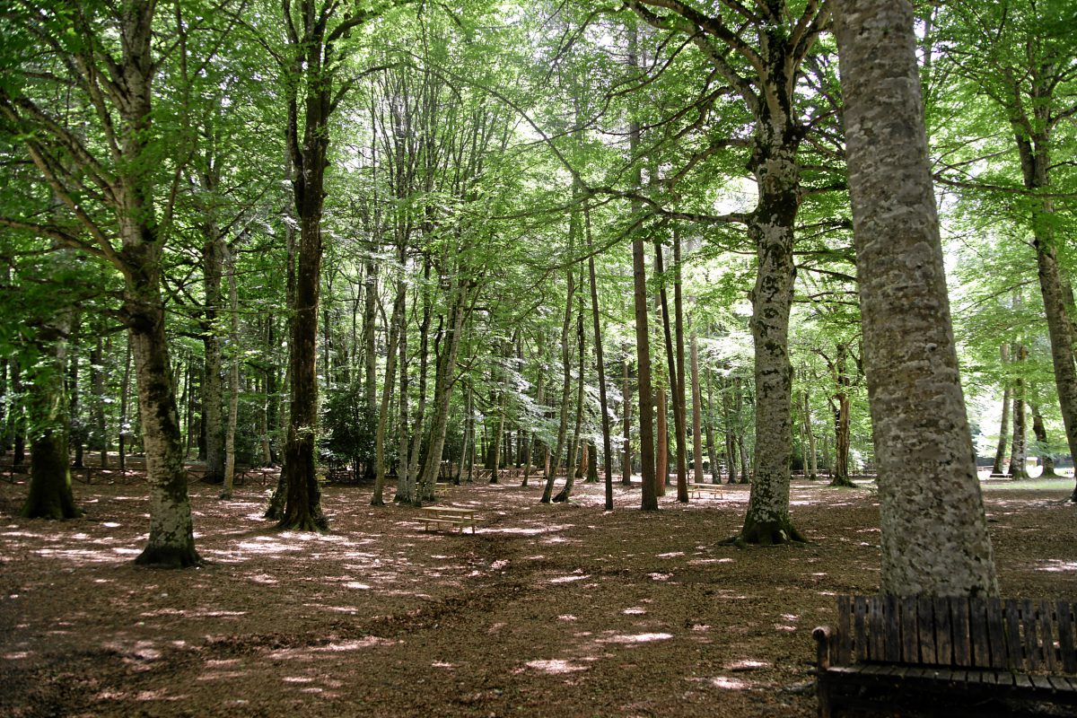 Foresta Umbra - Gargano