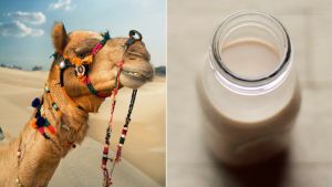 Latte di cammello