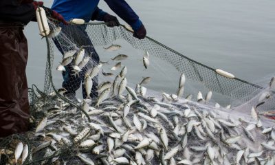 bandi per il settore ittico