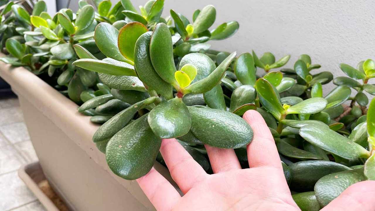 Withered Jade Tree Alert: Here’s What to Do Immediately