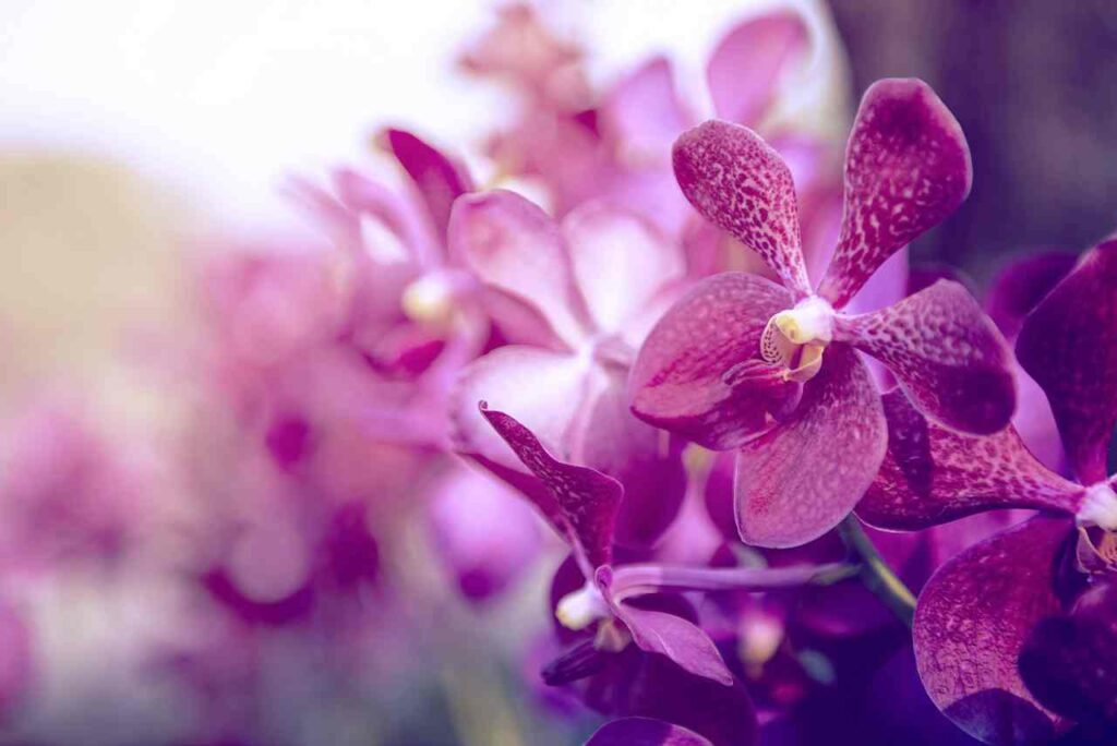 Come piantare le orchidee