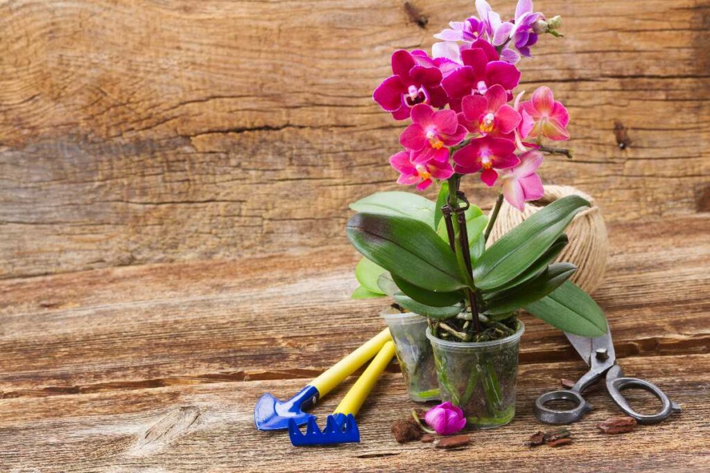 piantare le orchidee