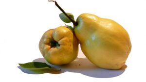 La "cotognata" leccese: la marmellata solida di mele cotogne, una delizia antica