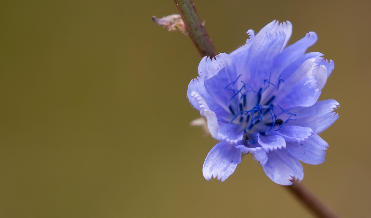 Fiori selvatici locali fotografati in macro, evidenziando dettagli e colori vibranti.
