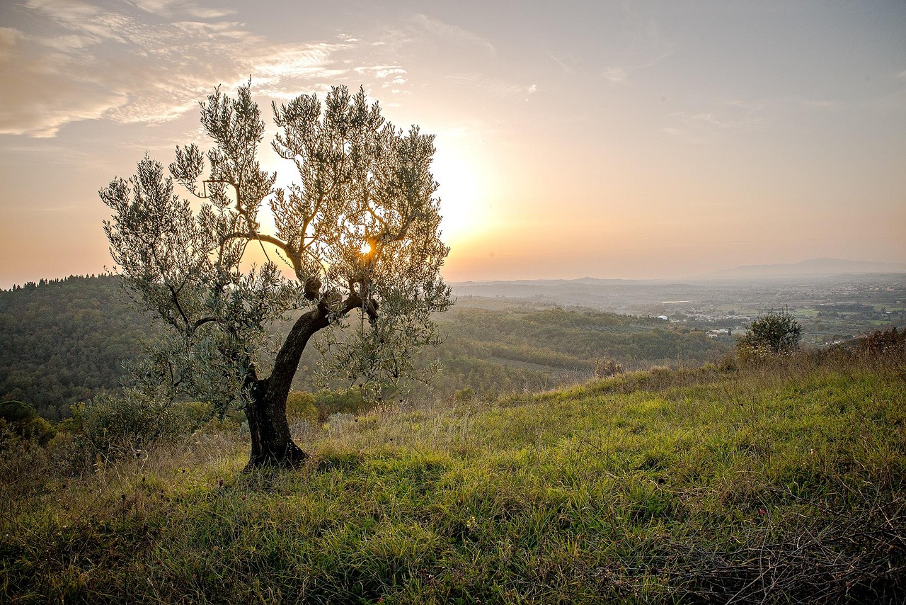 Picnic tra ulivi secolari con vista panoramica su un paesaggio verdeggiante.