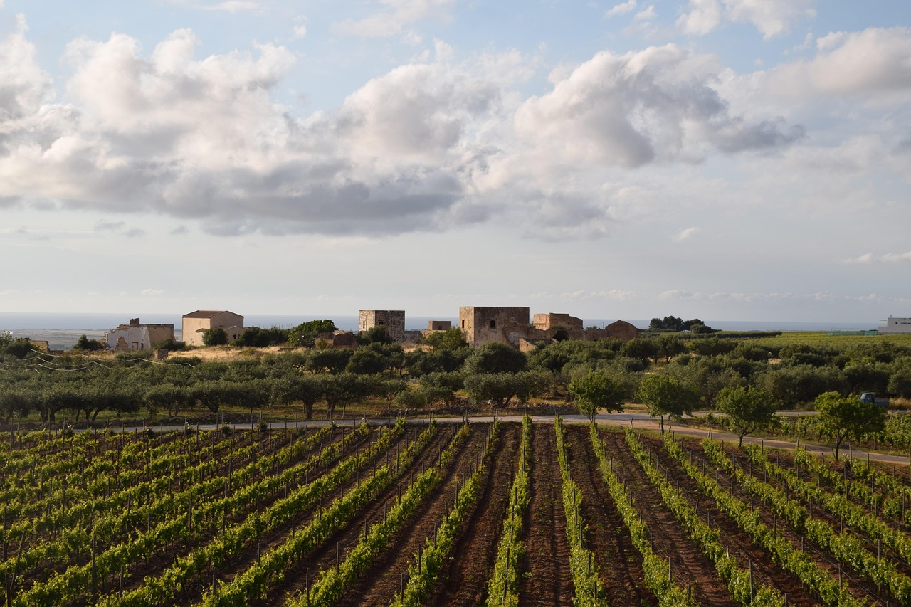 Calici di vino pugliese in un paesaggio di vigneti soleggiati.