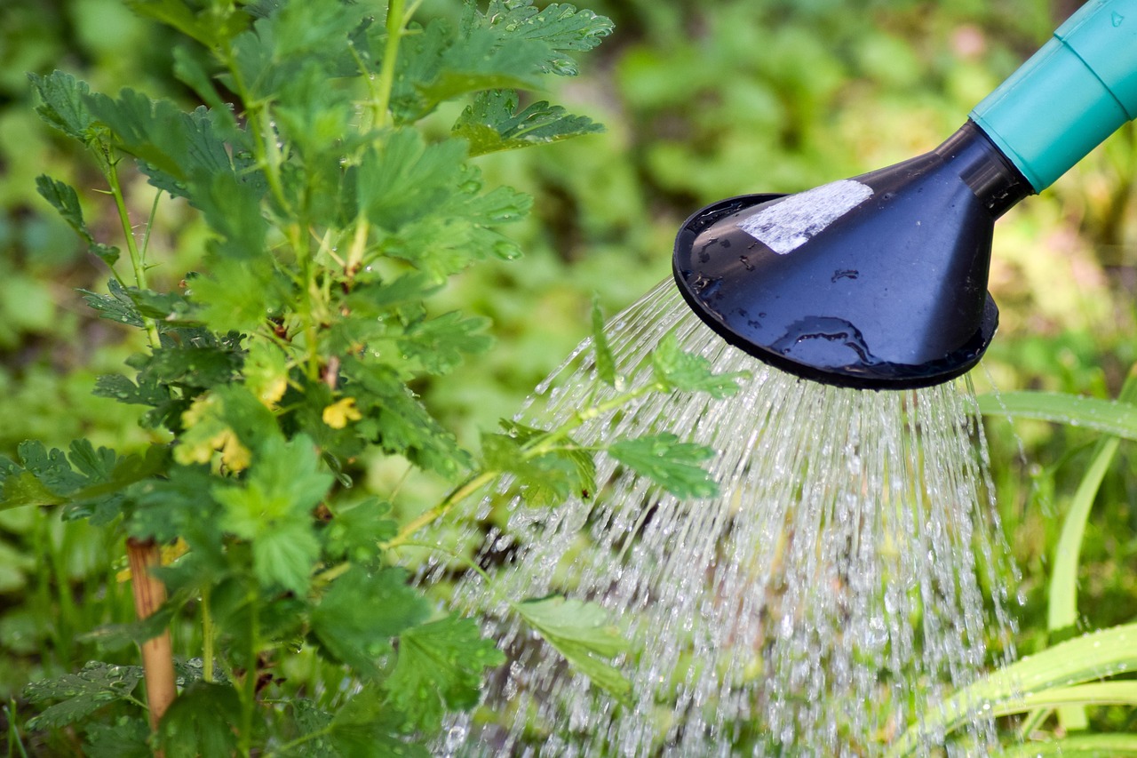 Acqua del condizionatore versata in un vaso di piante verdi.
