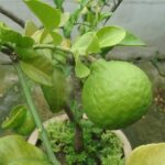 Agrumi in vaso con frutti maturi, coltivati in un ambiente nordico.