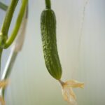 Cetrioli coltivati in verticale su una struttura di sostegno in un giardino.