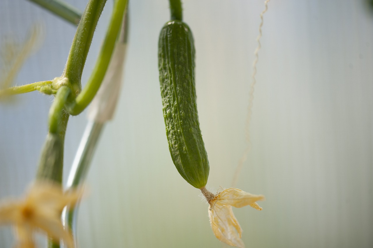 Cetrioli coltivati in verticale su una struttura di sostegno in un giardino.