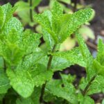 Menta coltivata in vaso per evitare che invada il giardino, con foglie verdi e fresche.