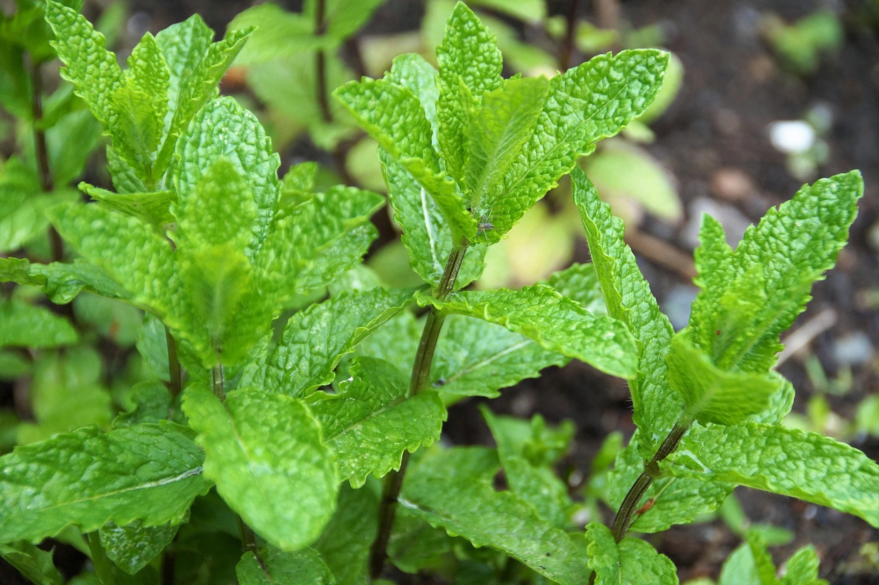 Menta coltivata in vaso per evitare che invada il giardino, con foglie verdi e fresche.