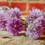 Fiori commestibili colorati in un giardino, pronti per essere raccolti e usati in cucina.