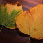 Foglie gialle su una pianta, evidenziando le cause comuni e soluzioni rapide.