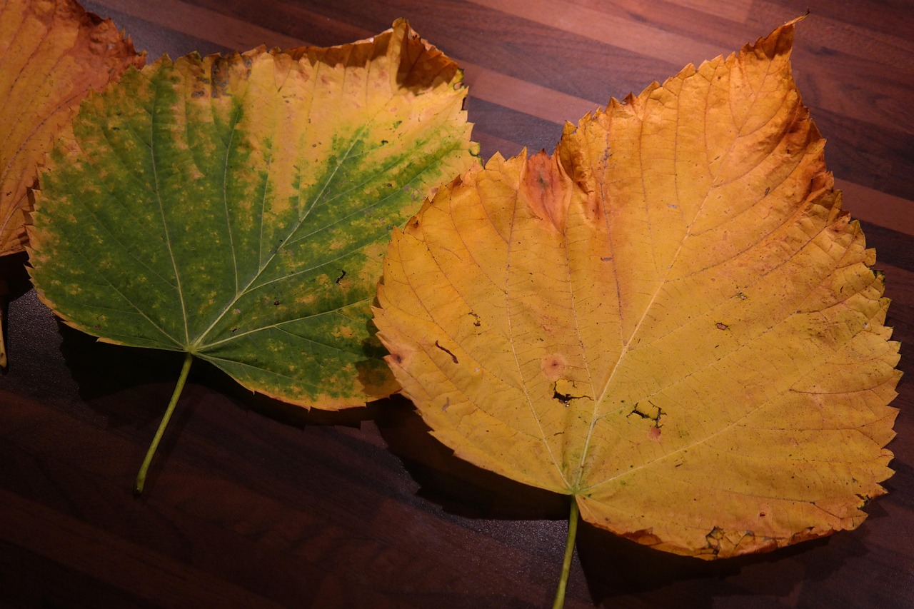 Foglie gialle su una pianta, evidenziando le cause comuni e soluzioni rapide.