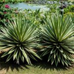 Giardino con piante resistenti e senza esigenze di manutenzione, ideale per chi cerca praticità.