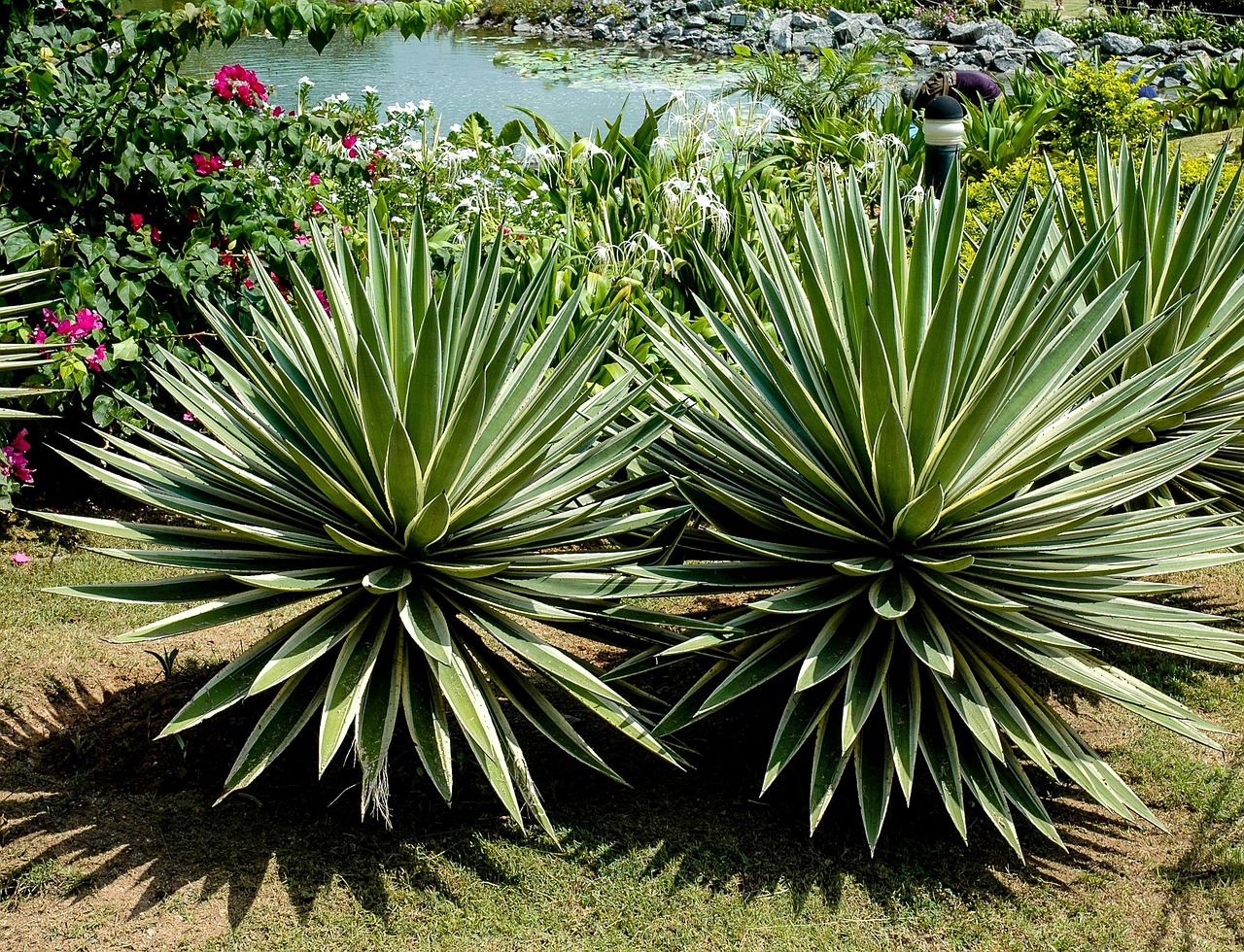 Giardino con piante resistenti e senza esigenze di manutenzione, ideale per chi cerca praticità.