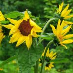 Girasoli in vaso con fiori gialli alti, coltivati con cura, pronti a fiorire.
