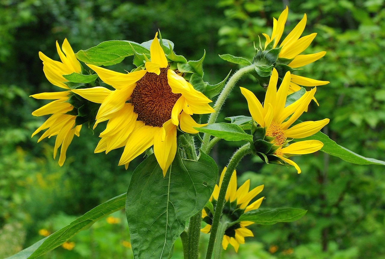 Girasoli in vaso con fiori gialli alti, coltivati con cura, pronti a fiorire.