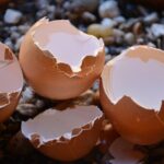 Gusci d'uovo frantumati in un vaso di fiori come fertilizzante naturale per piante.