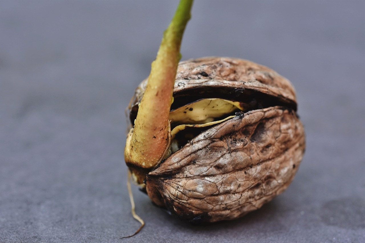 Semenza di avocado piantata in un vaso con germogli verdi che spuntano.