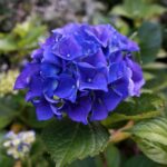 Orto di ortensie blu intenso con terreno arricchito, fiori vibranti e foglie verdi.