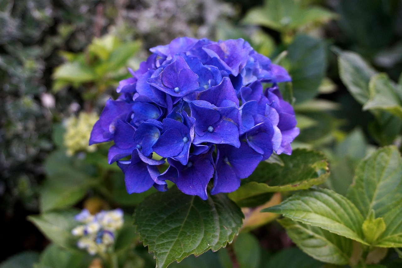 Orto di ortensie blu intenso con terreno arricchito, fiori vibranti e foglie verdi.