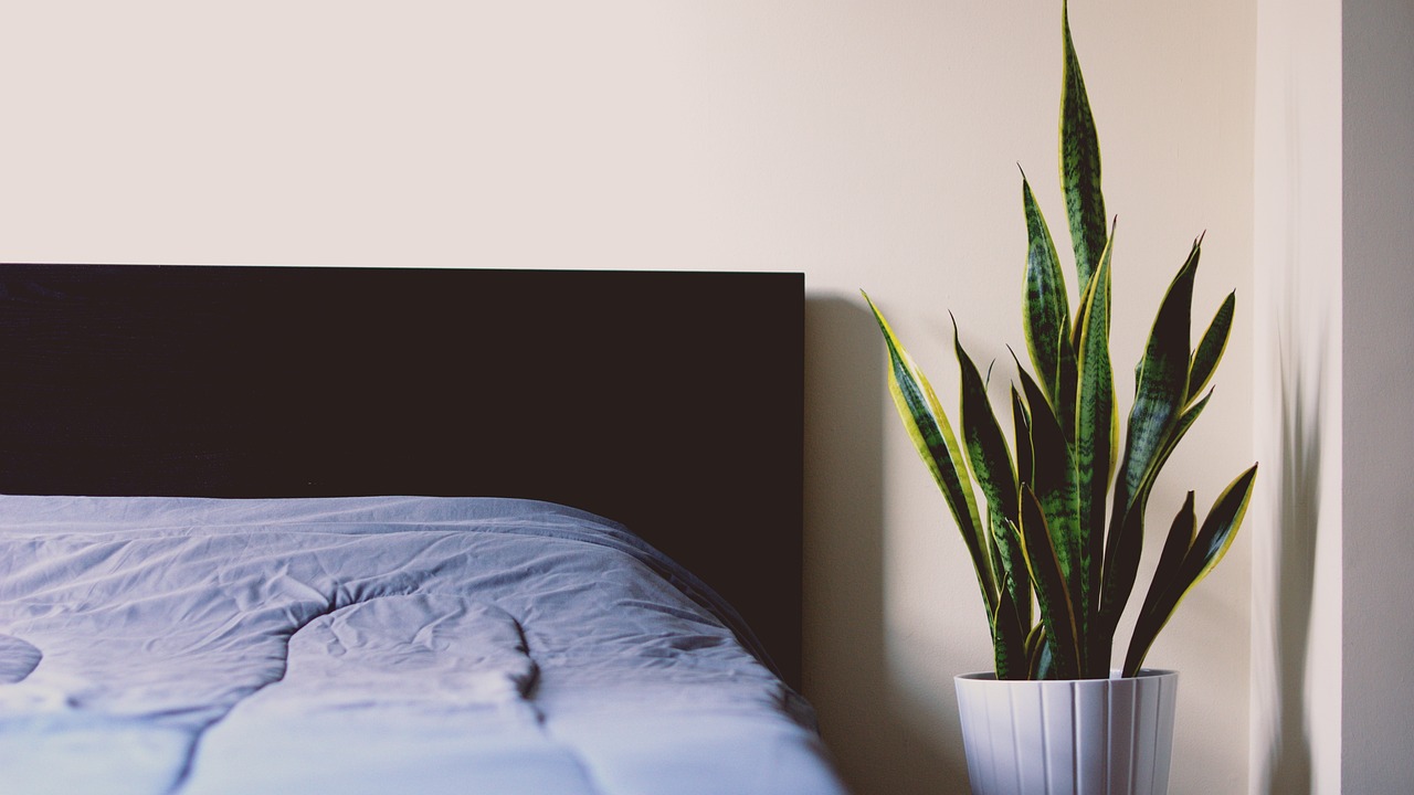 Pianta decorativa che purifica l'aria in un ambiente domestico, ideale per ogni stanza.