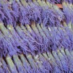 Lavanda secca in un giardino, evidenziando errori di cura da evitare.