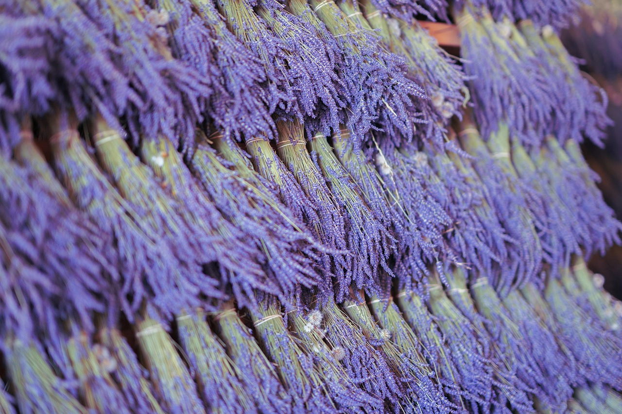 Lavanda secca in un giardino, evidenziando errori di cura da evitare.