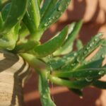 Innaffiatura errata delle piante, evidenziando il momento sbagliato della giornata.