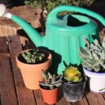 Innaffiatura corretta delle piante grasse con un innaffiatoio, evidenziando le tecniche appropriate.