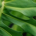 Foglia di Monstera verde con segni di crescita sana e buco, evidenziando l'importanza di una cura adeguata.