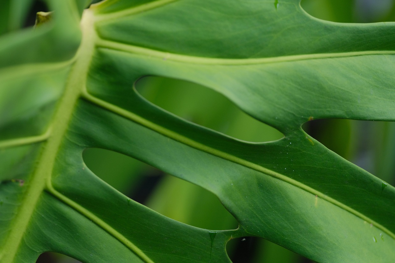 Foglia di Monstera verde con segni di crescita sana e buco, evidenziando l'importanza di una cura adeguata.