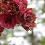 Rimedio naturale della nonna contro l'oidio sulle rose, con ingredienti tradizionali.