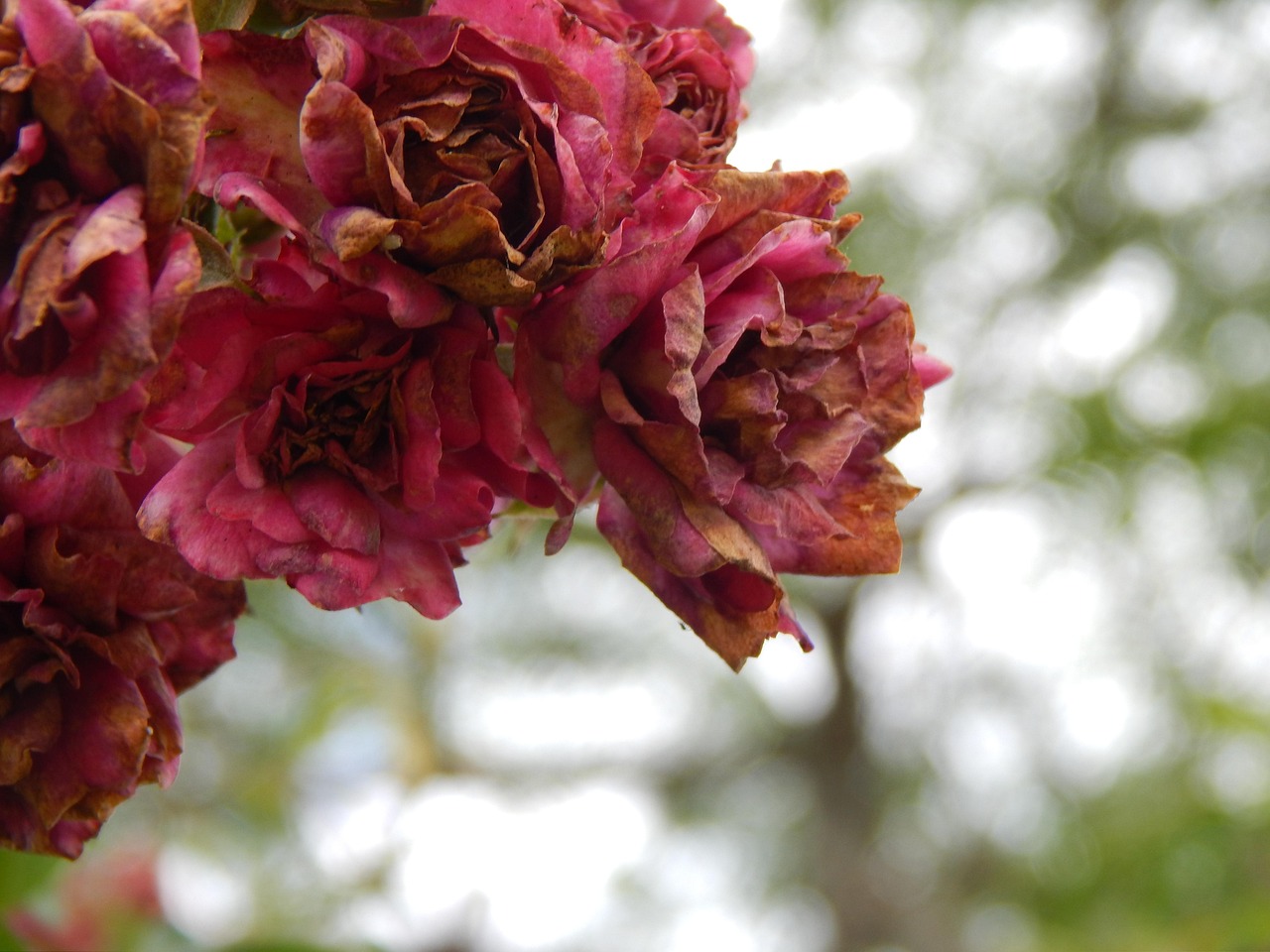 Rimedio naturale della nonna contro l'oidio sulle rose, con ingredienti tradizionali.