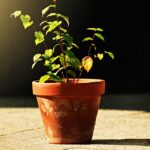 Piante da appartamento con foglie ingiallite e cadenti, simbolo di problemi di cura.