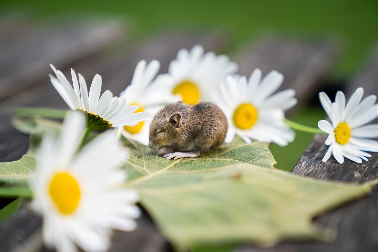 Piante aromatiche rigogliose che allontanano i topi dal giardino.