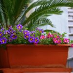 Piante da terrazzo ideali per creare ombra in estate, con foglie rigogliose e fioriture colorate.