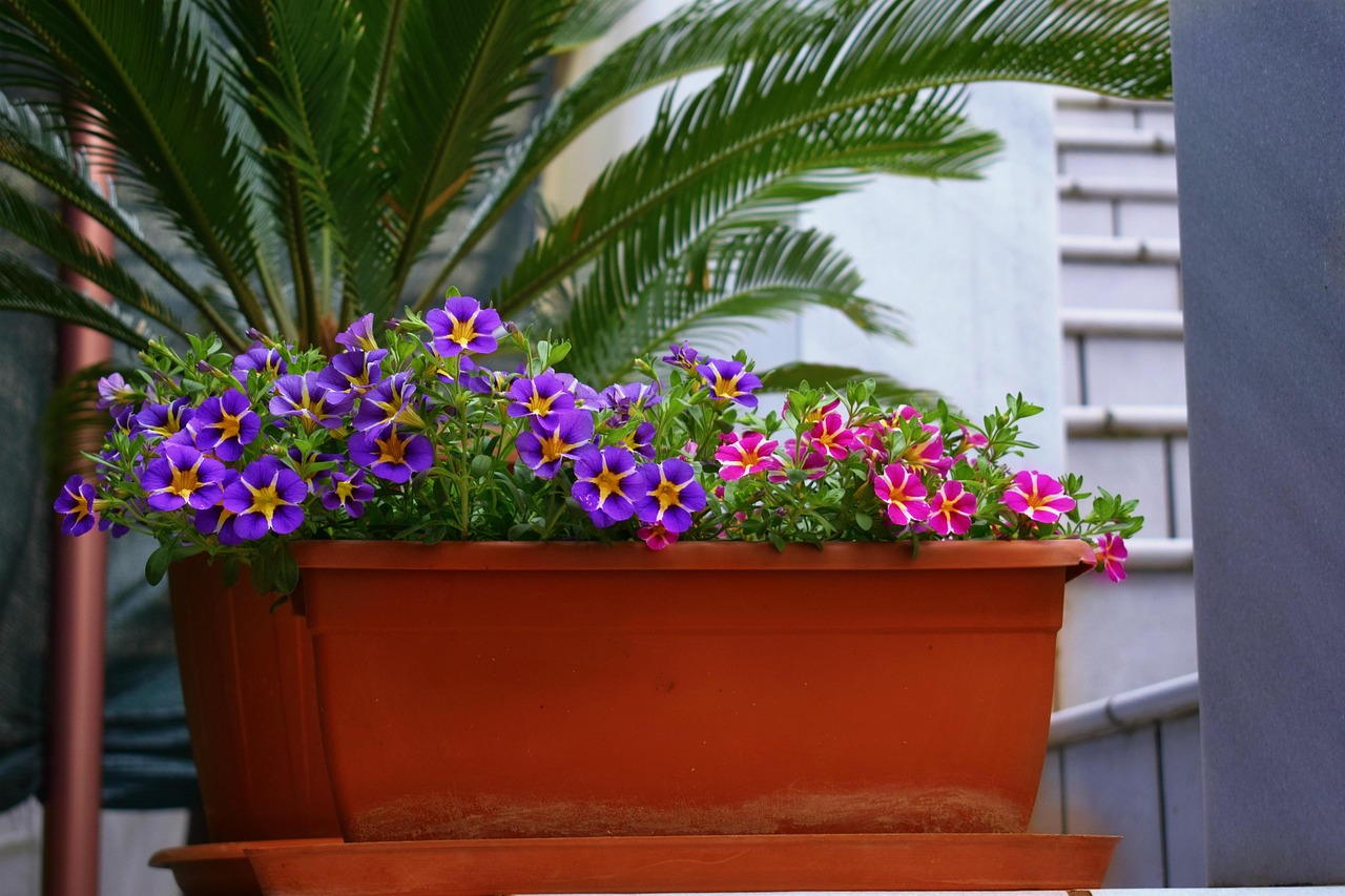 Piante da terrazzo ideali per creare ombra in estate, con foglie rigogliose e fioriture colorate.
