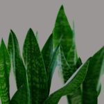 Sansevieria verde in un vaso, ideale per chi ha poca dimestichezza con le piante e dimentica di innaffiare.