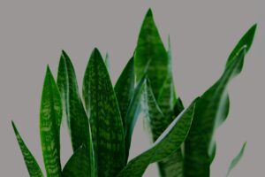 Sansevieria: la pianta perfetta per chi dimentica di innaffiare, ecco come curarla