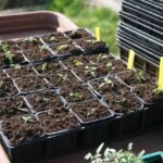 Immagine di un semenzaio fai da te con piante germogliate e attrezzi da giardinaggio.