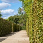 Siepe verde rigogliosa in giardino, simbolo di crescita rapida e costo contenuto.