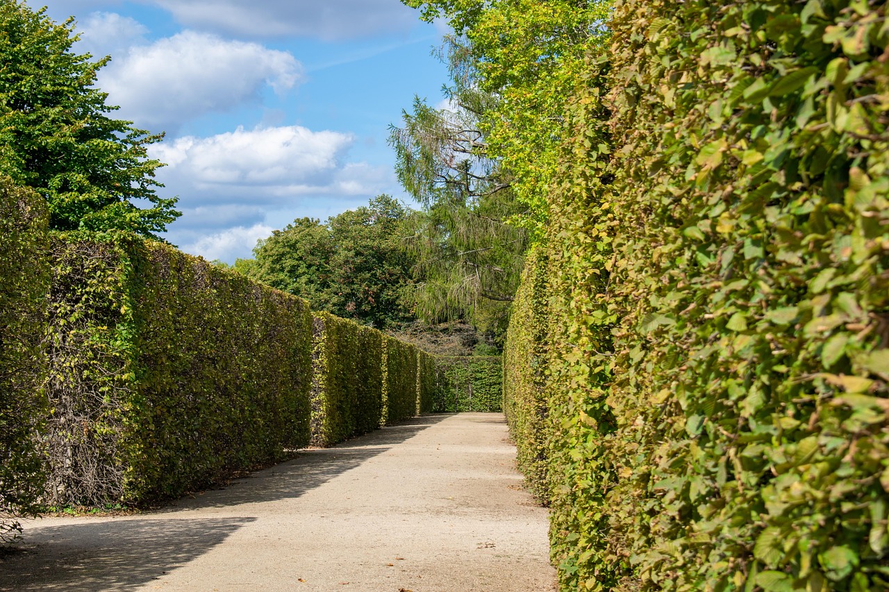 Siepe verde rigogliosa in giardino, simbolo di crescita rapida e costo contenuto.