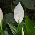 Spatifillo verde rigoglioso con foglie lucide, pronto a fiorire con i giusti accorgimenti.