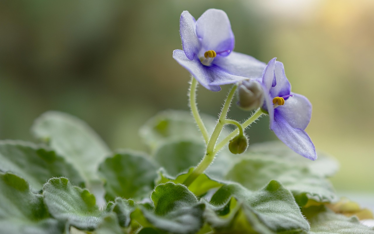 Violette in fiore, con petali viola vibranti e foglie verdi rigogliose, simbolo di abbondanza.